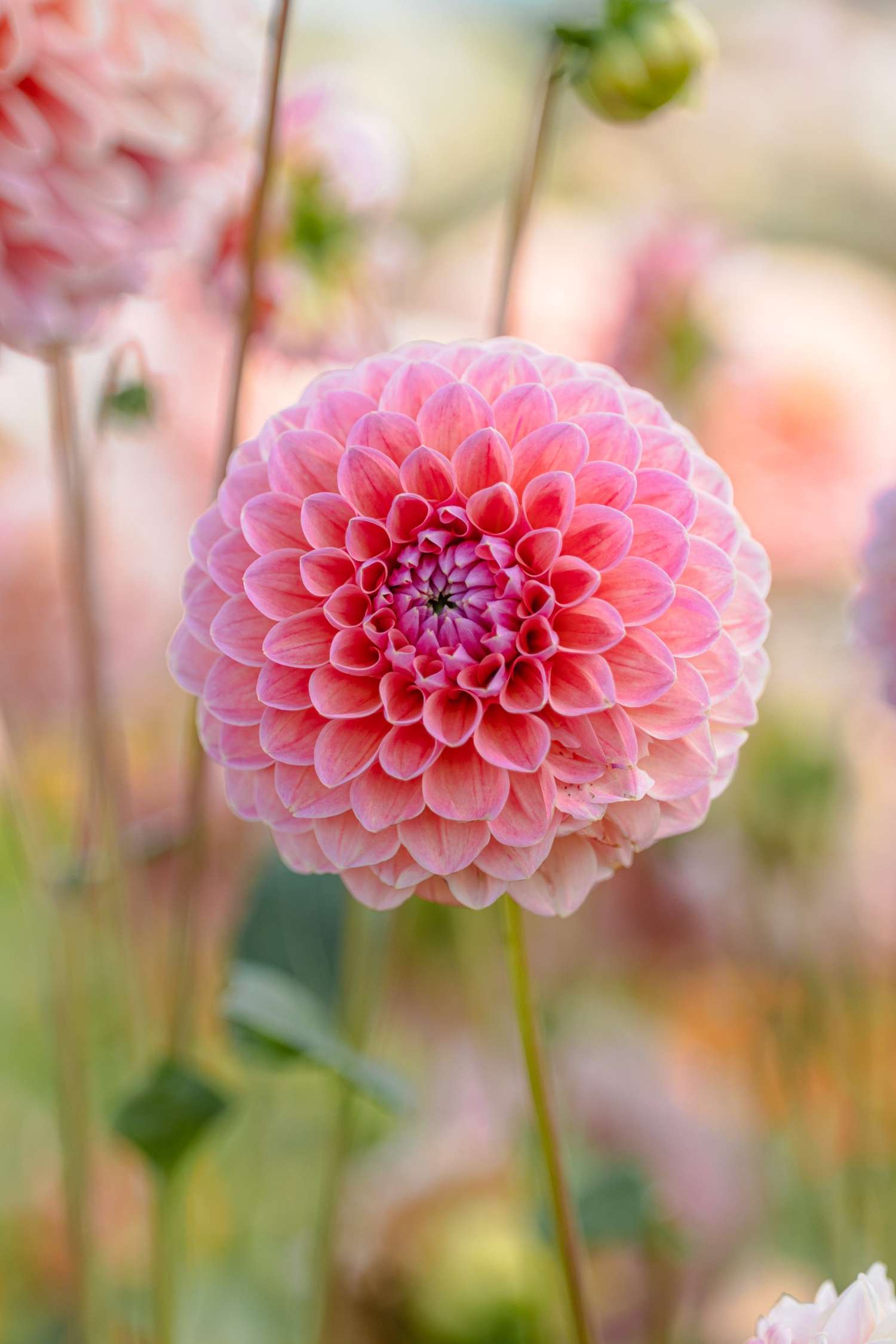 Dahlie ‘Natalie G’ - Dahlia